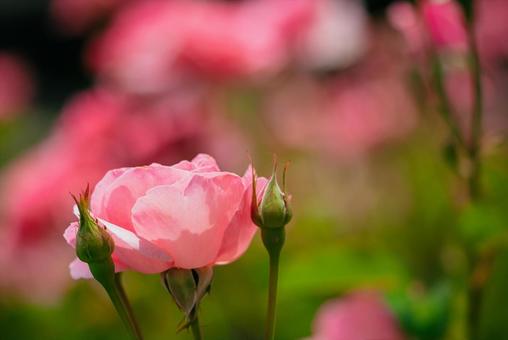 神代植物公園に咲くピンク色のバラ 神代植物公園に咲くピンク色のバラ 日本,花,バラの写真素材