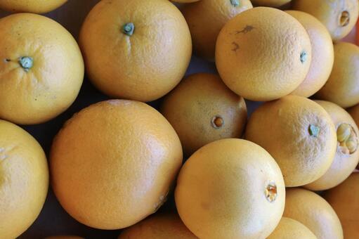 ネーブルオレンジ 柑橘系,果物,フルーツの写真素材