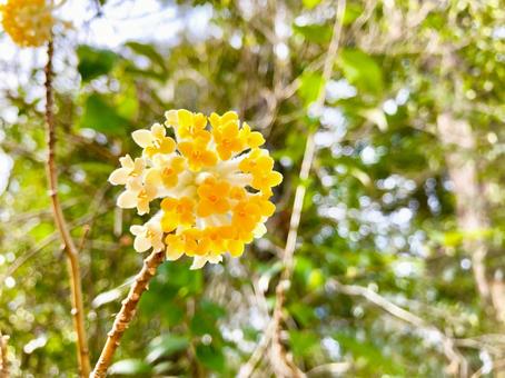 ミツマタ　春に咲くかわいい花 ミツマタ,花,黄色の写真素材
