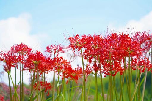 ヒガンバナ(彼岸花)と青空 ヒガンバナ(彼岸花)と青空 ヒガンバナ,秋,9月の写真素材