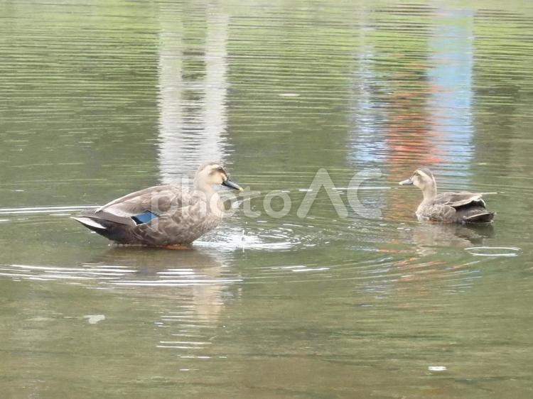 公園のカモの親子 カモ,池,親子の写真素材