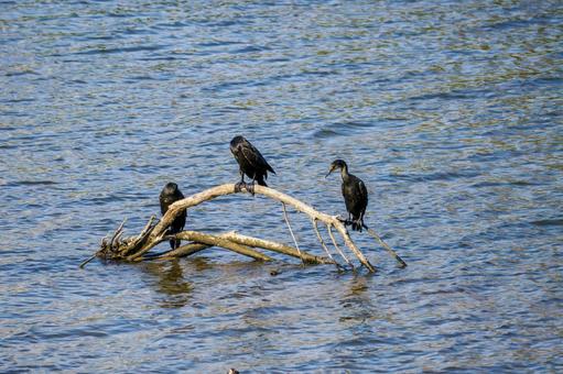 カワウ⒂ カワウ⒂の写真