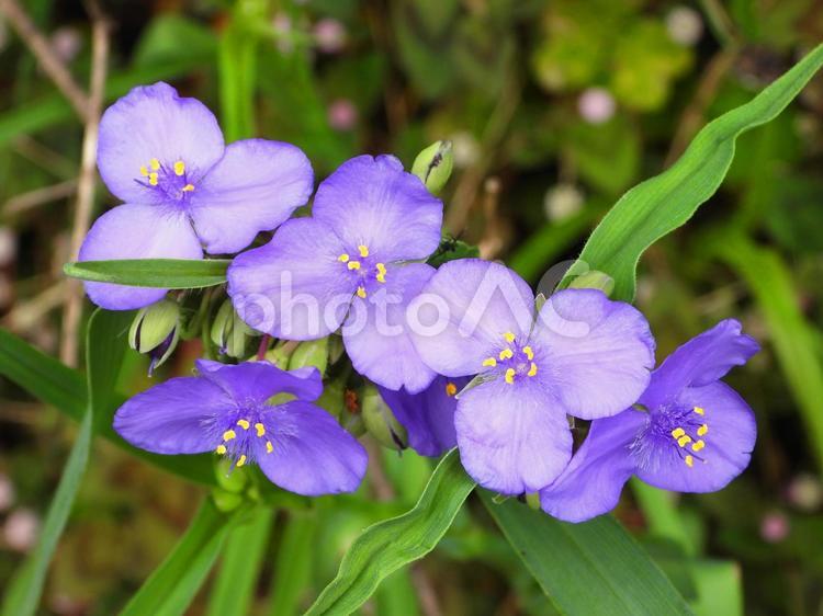 ムラサキツユクサ（野草） ムラサキツユクサ,紫露草,野草の写真素材