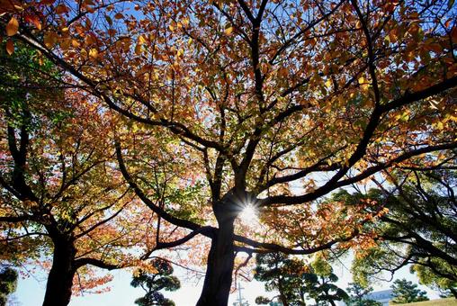 桜の紅葉 秋,紅葉,桜の写真素材