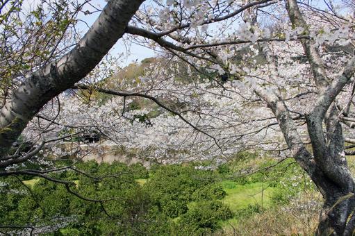 桜-100 桜-100の写真