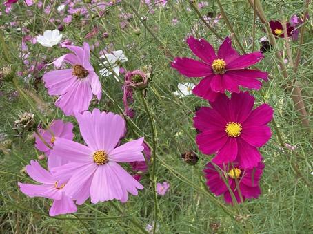 2色のコスモス コスモス,秋の花,秋の写真素材