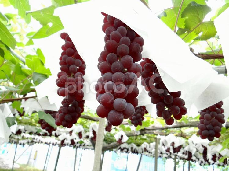 岐阜県のぶどう(デラウェア)の圃場2 デラウェア,グレープ,果物の写真素材