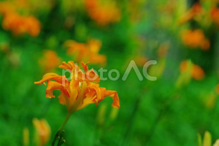 ヤブカンゾウ　藪萱草　忘れ草 ヤブカンゾウ,藪萱草,忘れ草の写真素材