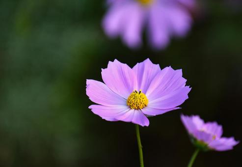 花開いたコスモス 花開いたコスモス コスモス,花,秋の写真素材