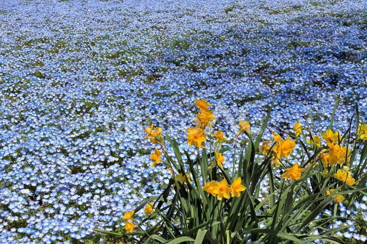 満開のネモフィラ 満開のネモフィラ 花,ネモフィラ,春風景の写真素材