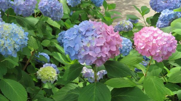 Photo, hydrangea, flower, beautiful, 