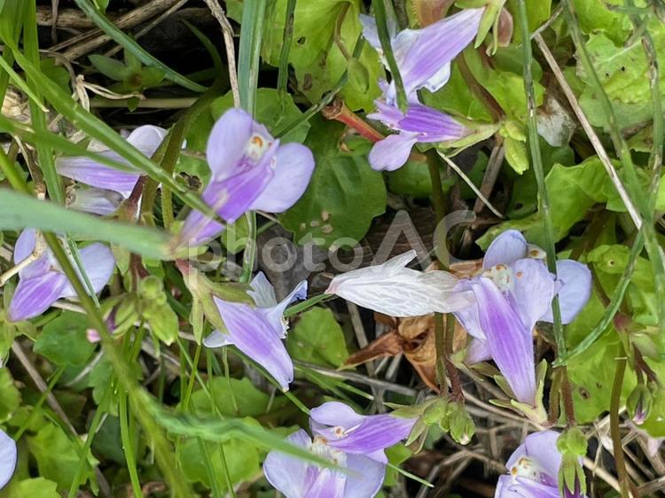 ムラサキサギゴケ　グランドカバー　匍匐茎 ムラサキサギゴケ,グランドカバー,サギゴケの写真素材