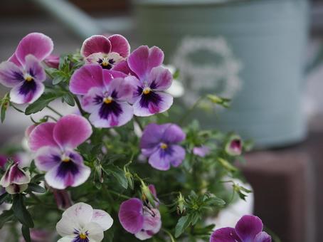 Image of purple pansy flowers, JPG