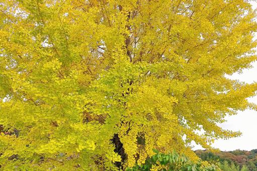 銀杏の紅葉 イチョウ,紅葉,秋の写真素材