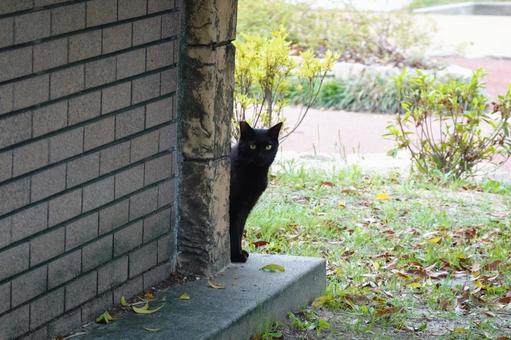ひょっこり顔を出す黒猫 黒猫,猫,ネコの写真素材