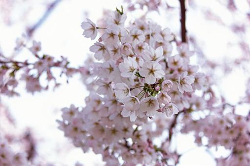 桜6 桜6の写真
