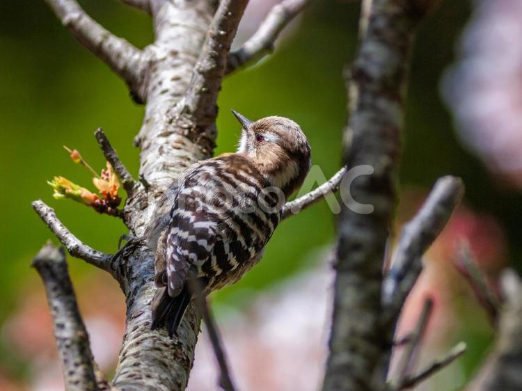 花が咲いた桜の木にとまる野鳥、コゲラ 鳥,野鳥,小鳥の写真素材
