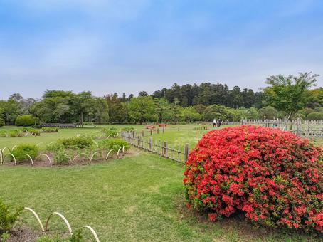 偕楽園 ツツジの咲く見晴広場 偕楽園 ツツジの咲く見晴広場 偕楽園,見晴広場,茨城県の写真素材