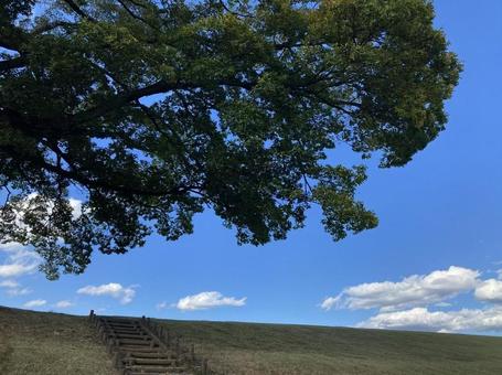 丘と木 秋,丘,階段の写真素材