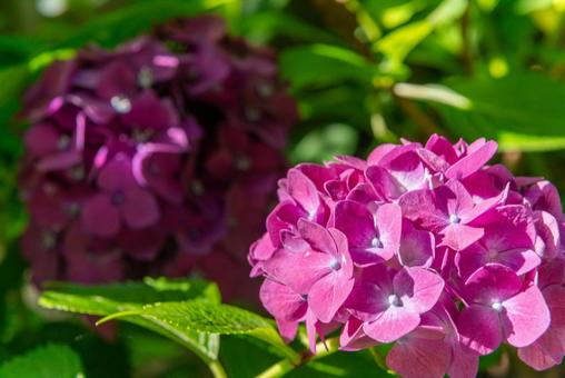 紫の紫陽花 紫の紫陽花の写真