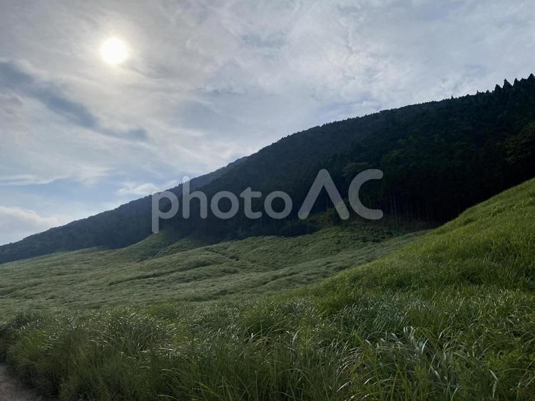 夏のすすき草原２ 自然,風景,旅の写真素材