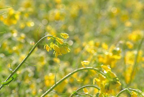 雨上がりの菜の花 雨上がりの菜の花の写真
