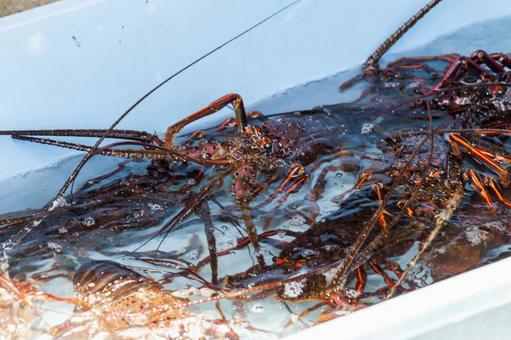 水揚げされた鮮魚7(田原市) 水揚げされた鮮魚7(田原市)の写真