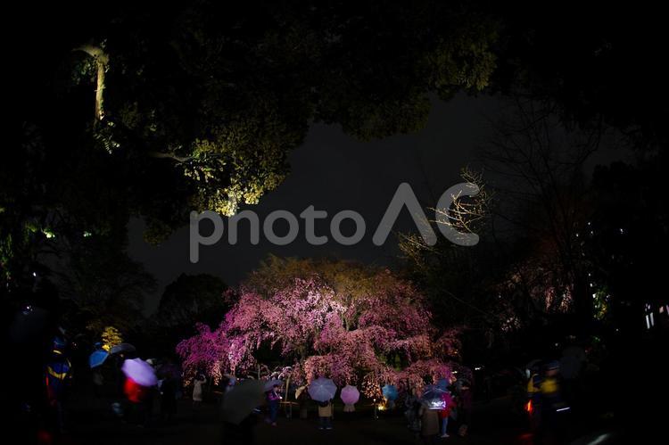 六義園の満開の枝垂れ桜 六義園,桜,枝垂れ桜の写真素材