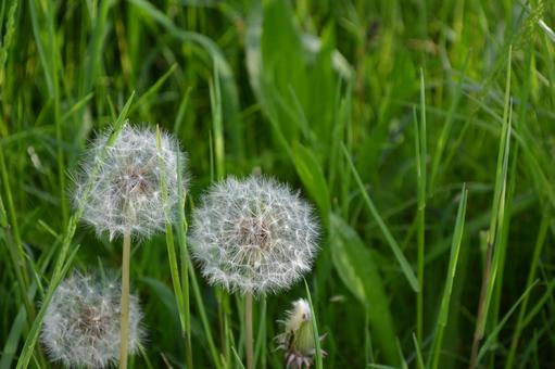 たんぽぽの綿毛 たんぽぽの綿毛 花,自然,春の写真素材