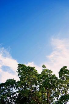 青空のグラデーションと木々のシルエット 青空のグラデーションと木々のシルエット 夏,風景,自然の写真素材