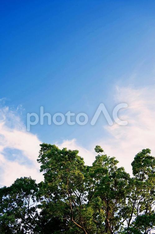 青空のグラデーションと木々のシルエット 夏,風景,自然の写真素材