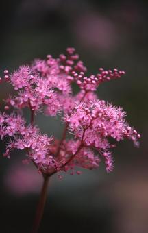 Photo, marlin, cluster amaryllis, nagano, JPG