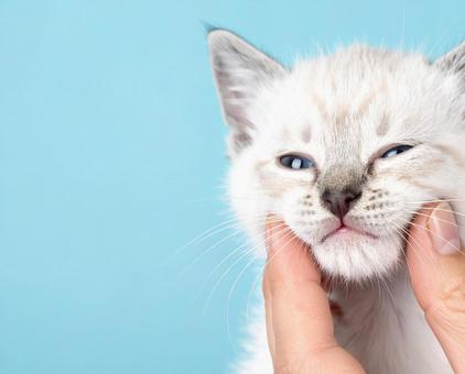 かわいい子猫 かわいい子猫の写真
