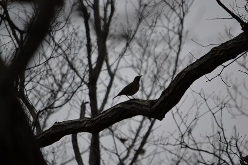 野鳥と枯木 野鳥と枯木の写真