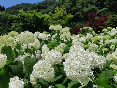 アジサイ畑 アジサイ畑 紫陽花,アジサイ,白の写真素材