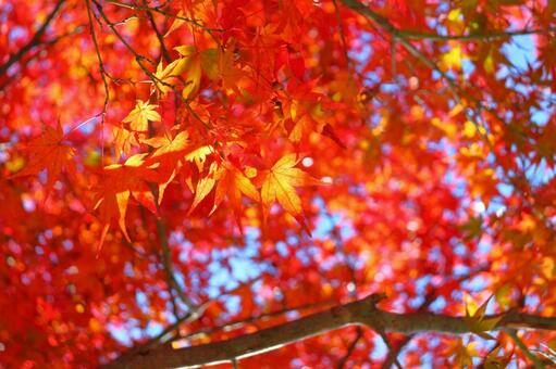 もみじ　紅葉　樹木 もみじ,紅葉,赤色の写真素材