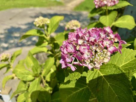 Hydrangea, JPG Hydrangea, JPG