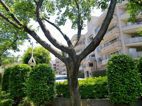 五月の緑風景-26 五月,緑,風景の写真素材