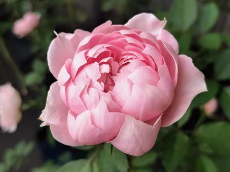 ベランダのバラ・ローブデコルテ バラ,薔薇,ローブデコルテの写真素材