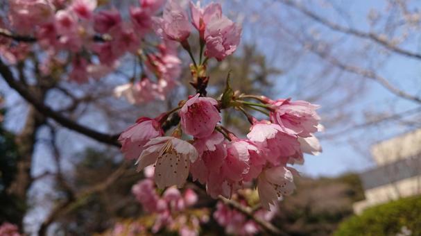 Photo, cherry blossoms, sakura, cherryblossoms, 