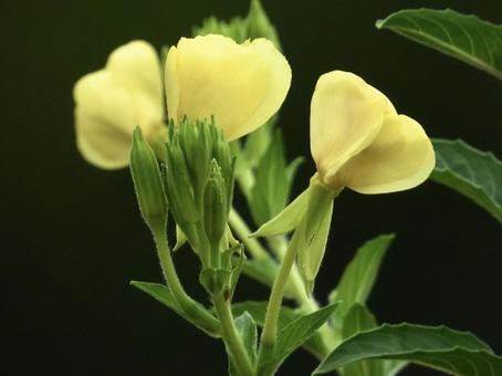 きれいな花 きれいな花の写真