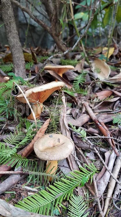 森のきのこ きのこ,森,山の写真素材