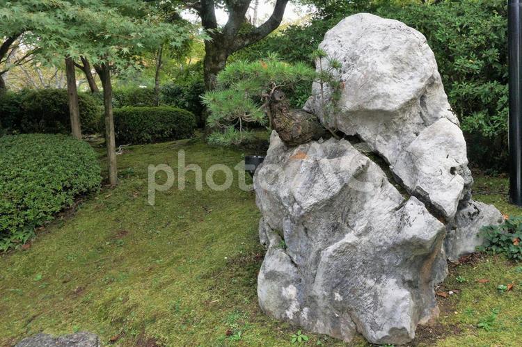 パワフルな松（横長タイプ） 負けない,ド根性,意思の写真素材