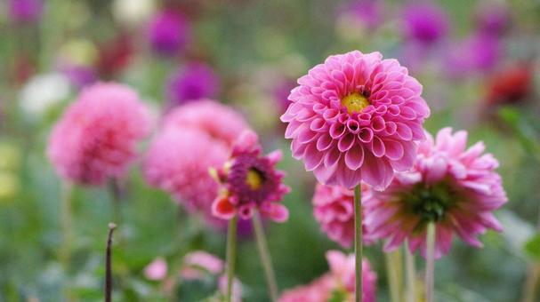 秋のダリア園-847 秋のダリア園-847の写真