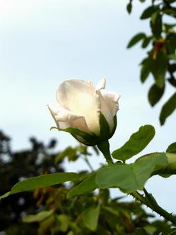 9月、わずかバラ園に咲く白いバラの花 バラ,花,植物の写真素材