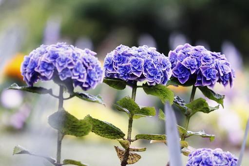 青い紫陽花の花 青い紫陽花の花の写真