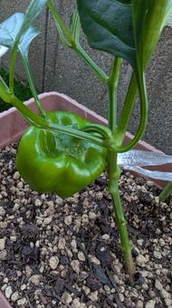 初めての家庭菜園 初めての家庭菜園 ピーマン,家庭菜園,緑の写真素材