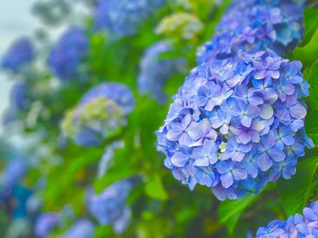 紫陽花（青）の写真