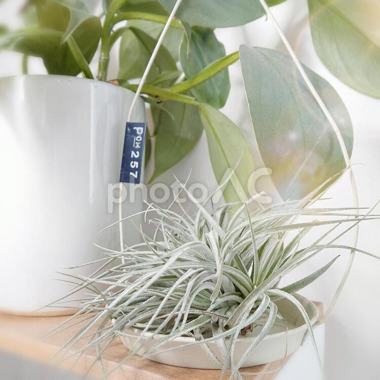 爽やかな気持ち 葉,植物,自然の写真素材