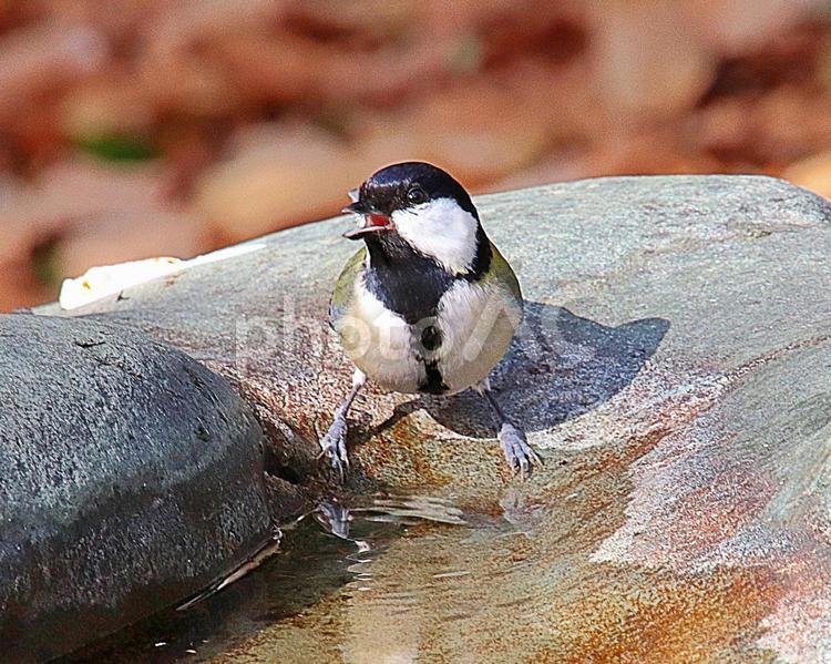 さえずるシジュウカラ 野鳥,シジュウカラ,四十雀の写真素材